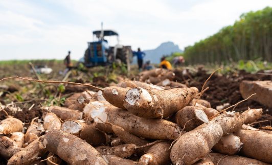 INVESTMENT OPPORTUNITIES IN NIGERIA’S CASSAVA PRODUCTION